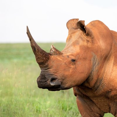 brown-rhinoceros-1524627.jpg