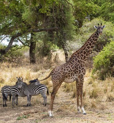 Camping safari